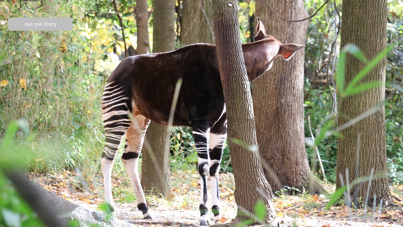 オカピ　ブロンクス動物園